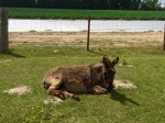 Donkey enjoying the sunshine