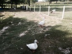 Campsite geese eyeing me suspiciously