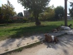 Goats chilling in the shade near Vidin
