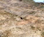 Most damaging animal encountered; vole varmints in Sweden that put holes in my tent
