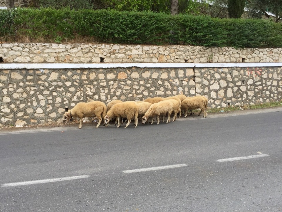 Sheep on the road in Albania