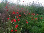 Faerie fortresses amongst the poppies