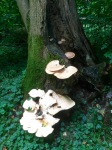 Fungus faerie kingdom?