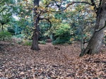 Old Chestnut grove