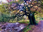 Veteran Oak overlooks swampy ground