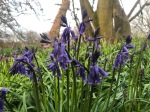 Bluebell just starting to flower