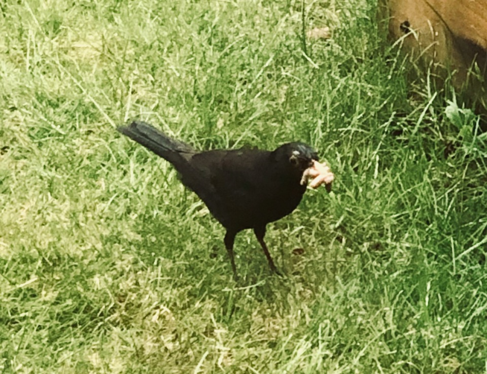 Blackbird collecting worms for young