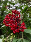 Rowan berries 1