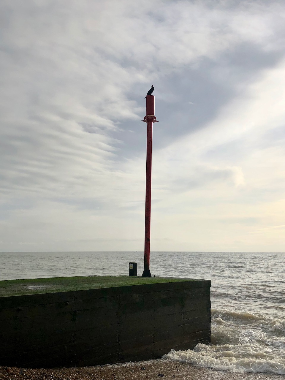 Cormorant on a pole