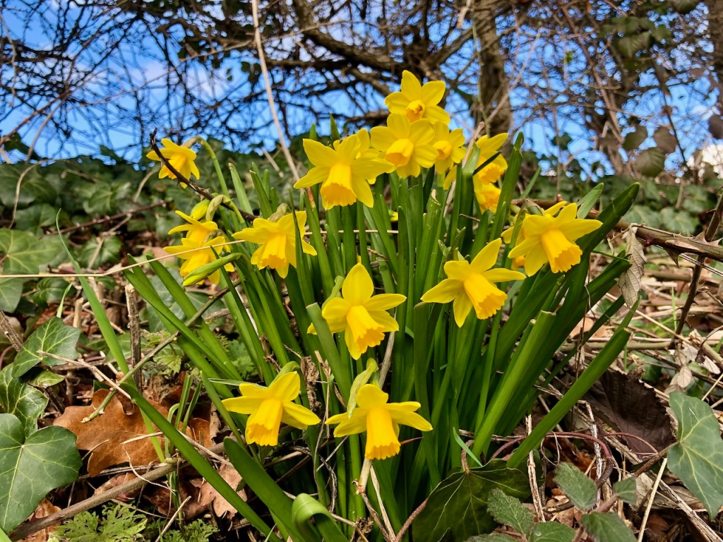 Daffodils - a sunny disposition