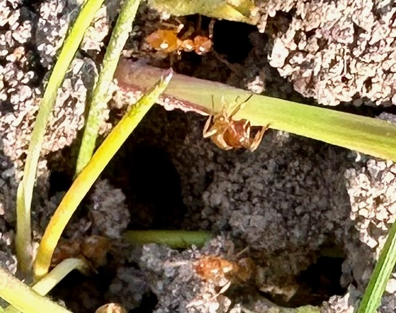 Meadow Ants nest