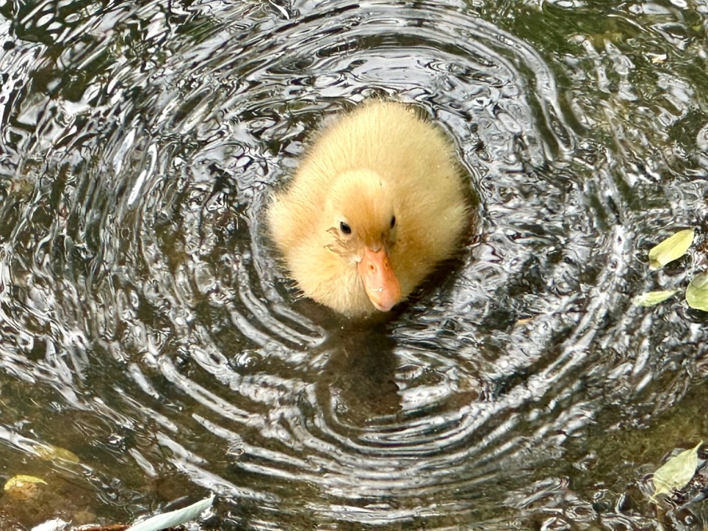 Duckling ripples