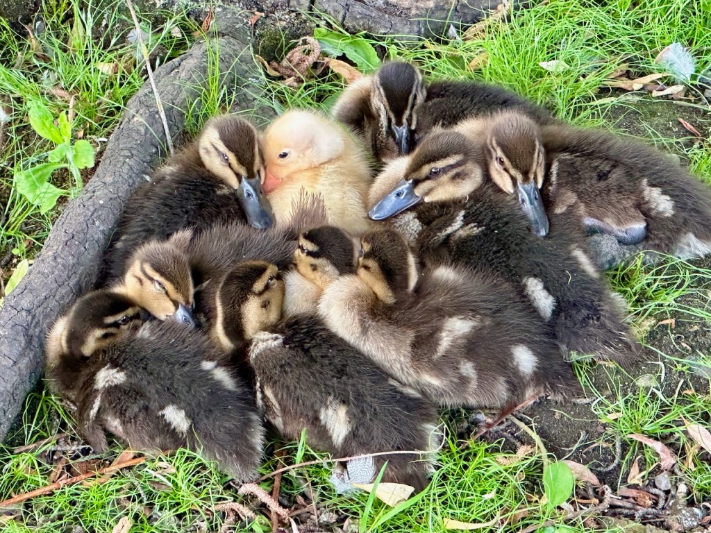 A heap of ducklings