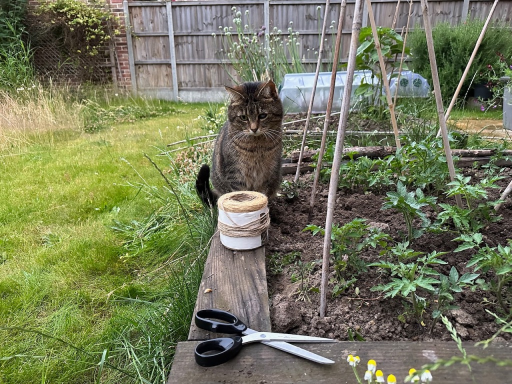 Gideon 'helping' with tomatoes, string went everywhere