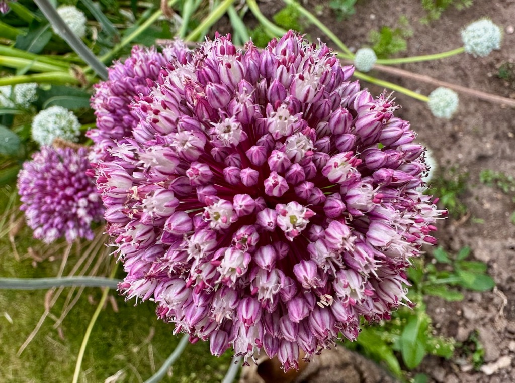 More onion flowers