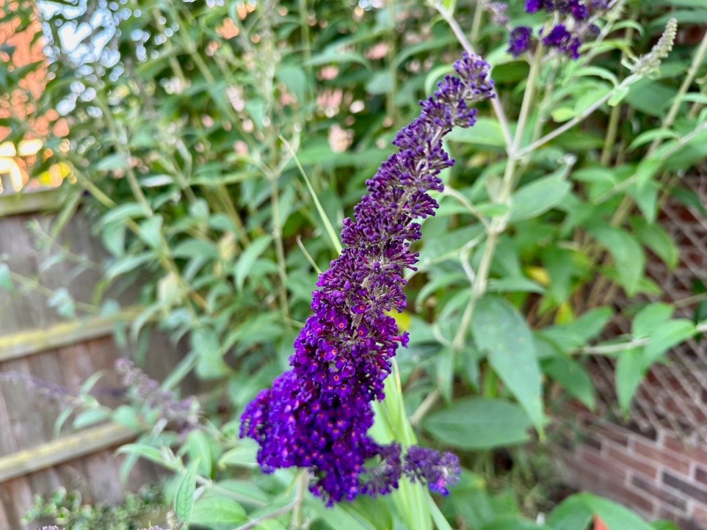 Butterfly plant - buddleia