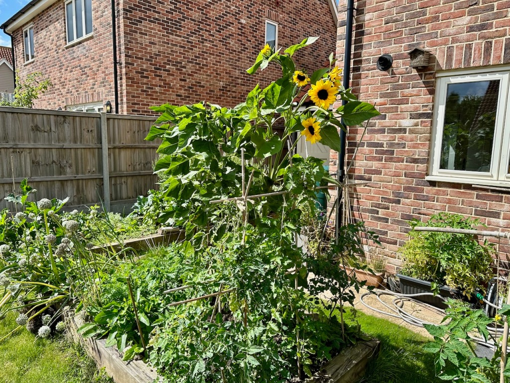 Propping up sunflower due to high wind