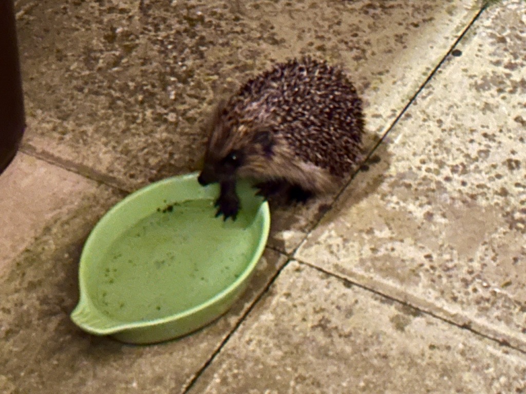 Visiting hedgehog having a drink