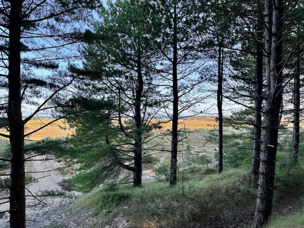 Forest meets dunes